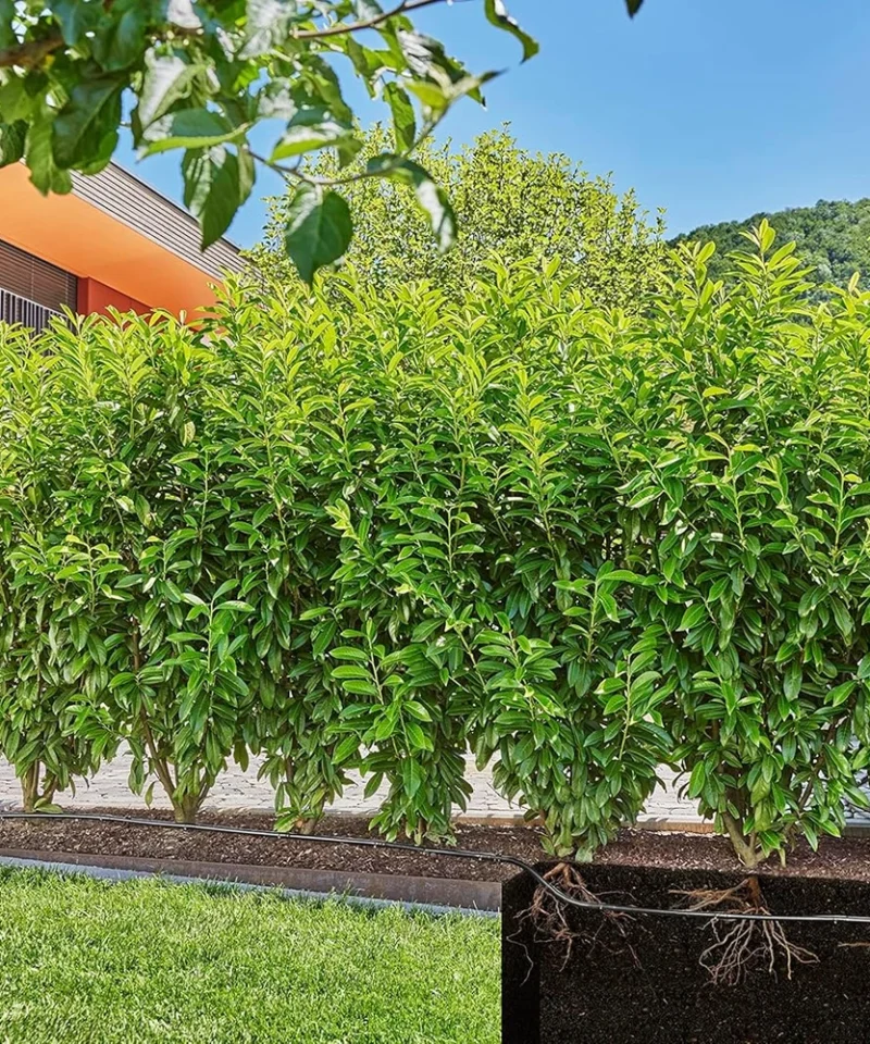 Gardena Micro-Drip sistem za avtomatsko kapljično zalivanje žive meje in grmovja do 50 m.